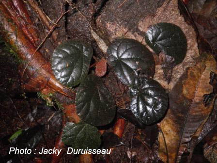B. heterochroma